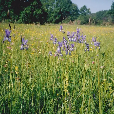 Molnarporta アパート