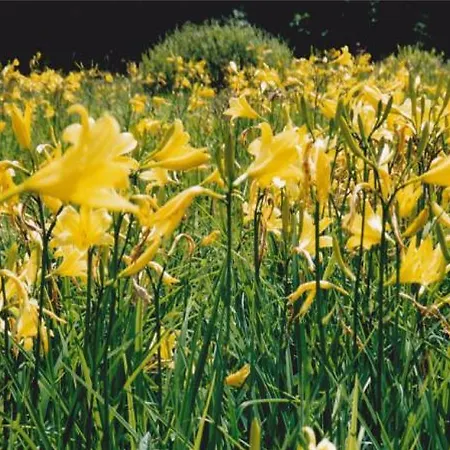 Molnarporta アパート *