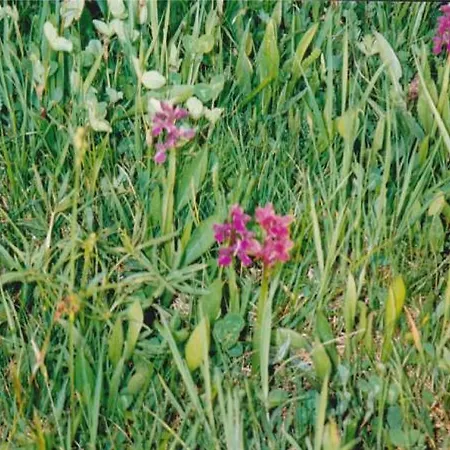 アパート Molnarporta *